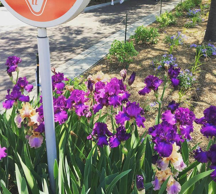 Adopt A Plant Swingtown Bearded Iris Indianapolis Cultural Trail