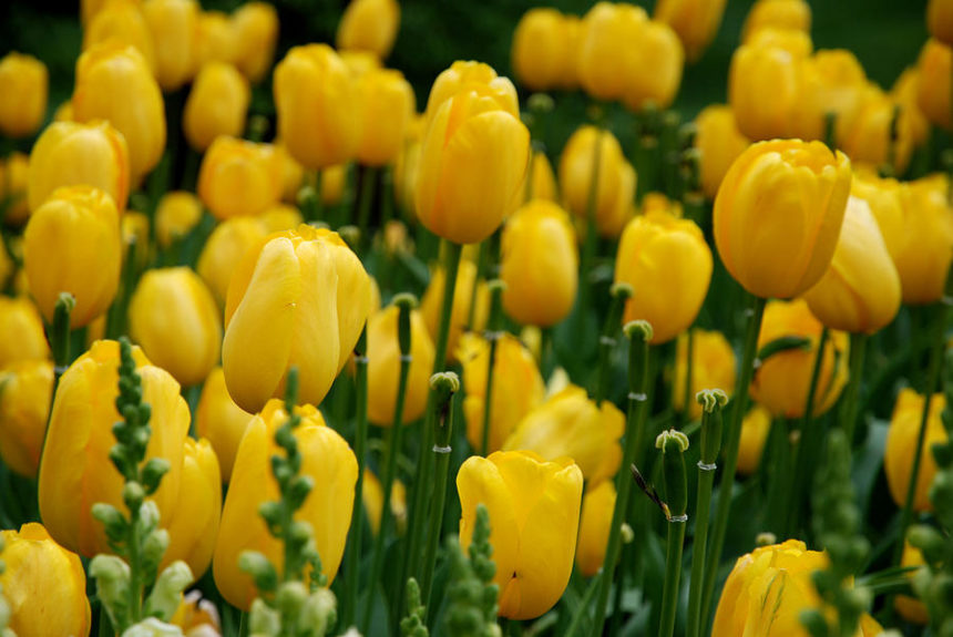 Featured Plant: Yellow Census Tulips - Indianapolis Cultural Trail