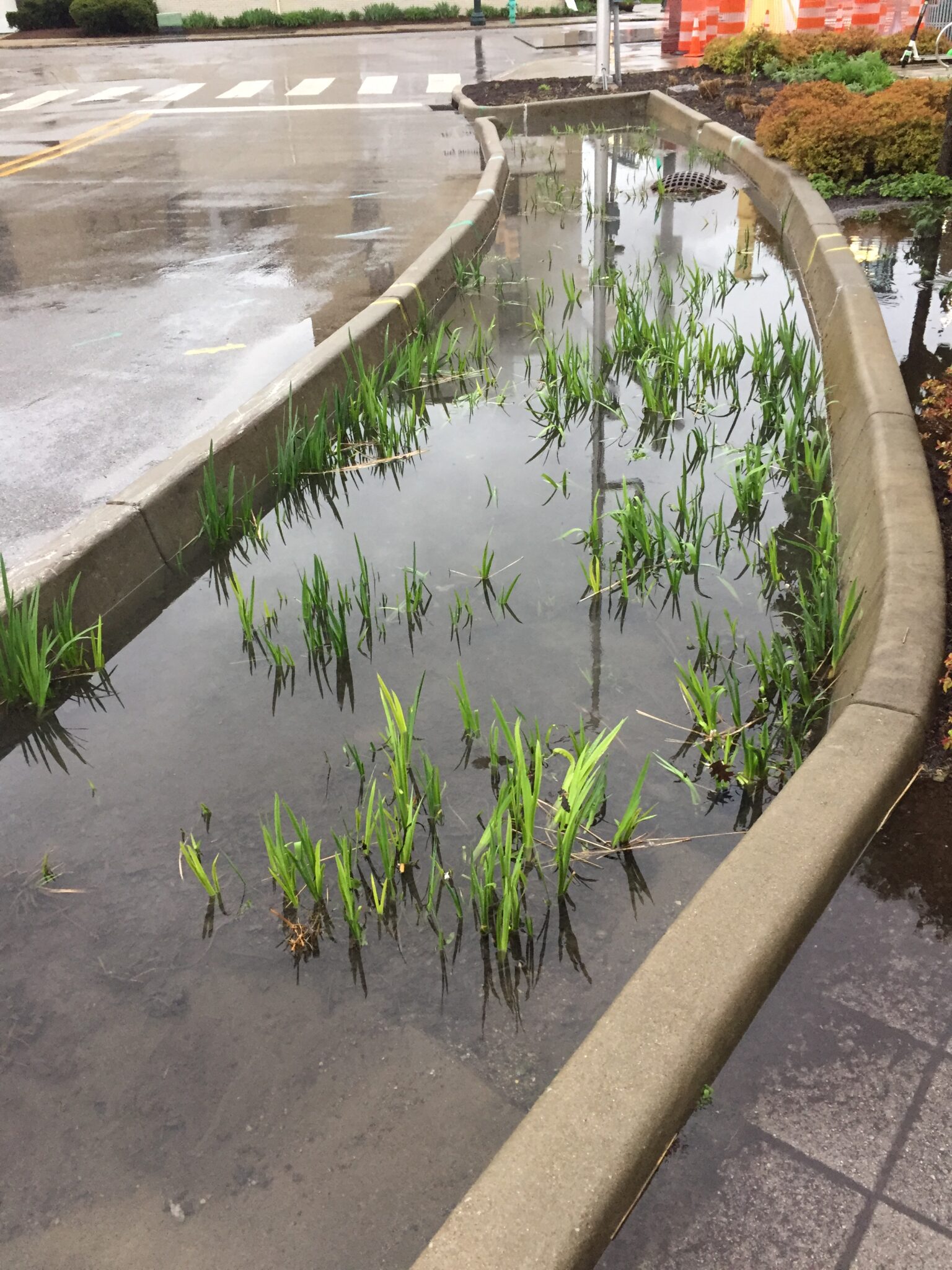 Lunch and Learn Series - Stormwater Planters - Indianapolis Cultural Trail