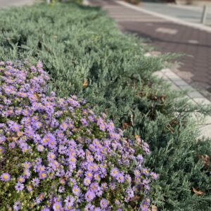 Adopt A Plant: Symphyotrichum Bblongifolium “October Skies Aster”