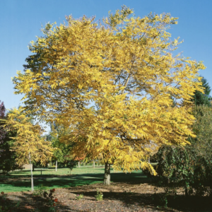 Adopt A Plant: Gymnocladus Dioicus “Kentucky Coffee Tree”
