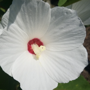 Adopt A Plant: Hibiscus Moscheutos “Swamp Rose Mallow”